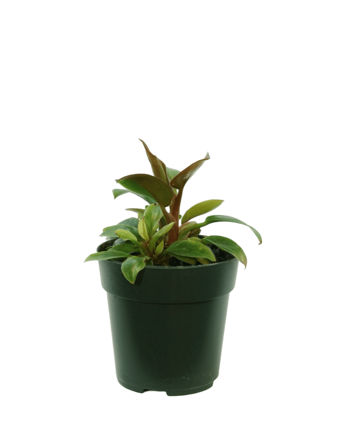 Philodendron subhastatum - The Garden Corner
