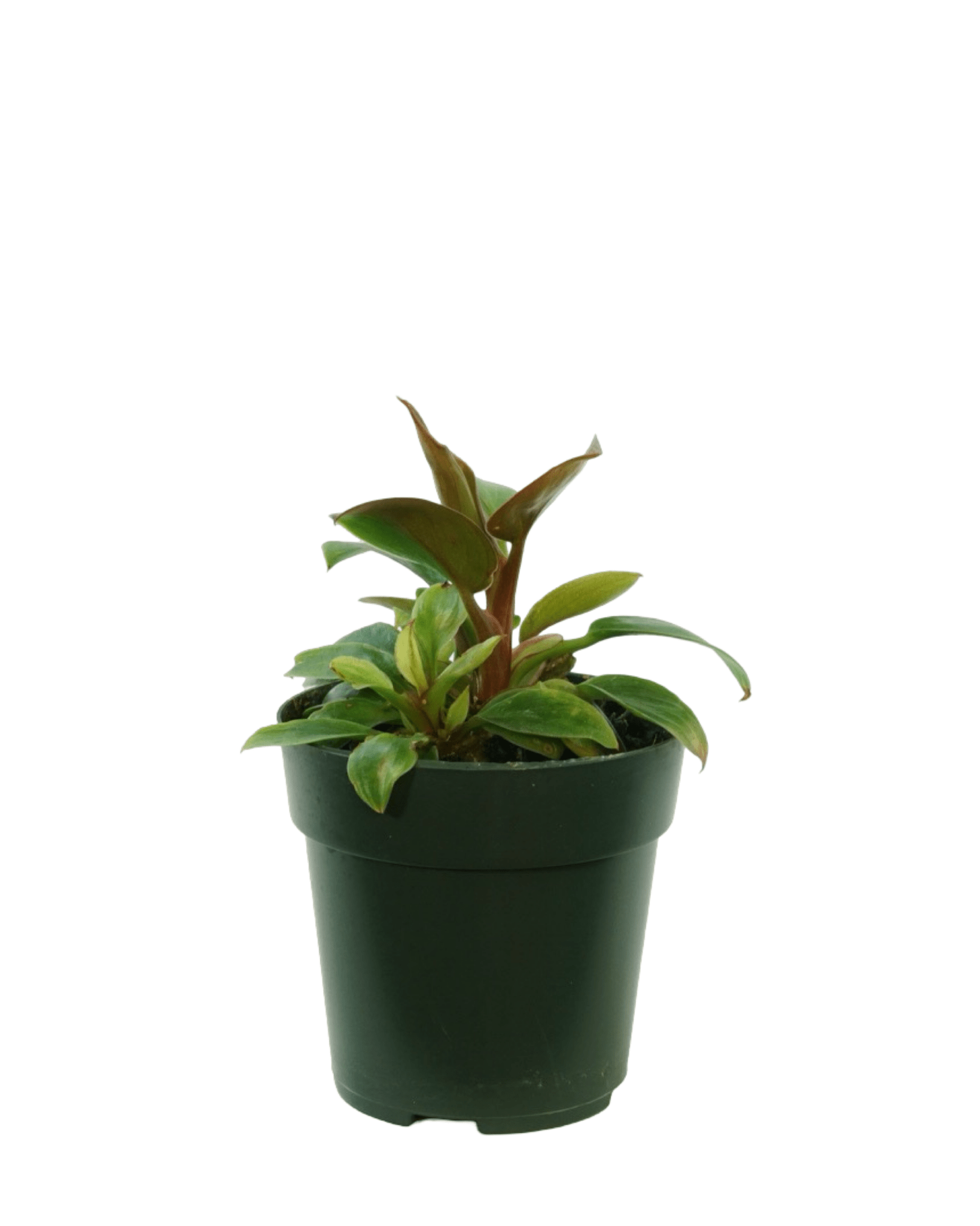 Philodendron subhastatum - The Garden Corner