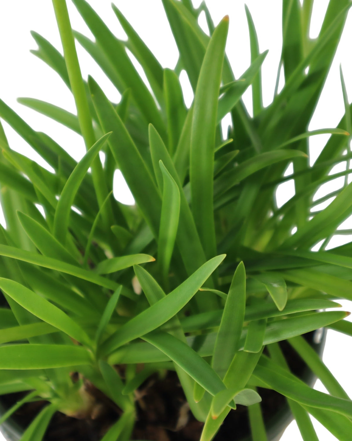 Agapanthus 'Bridal Veil' - Perennials