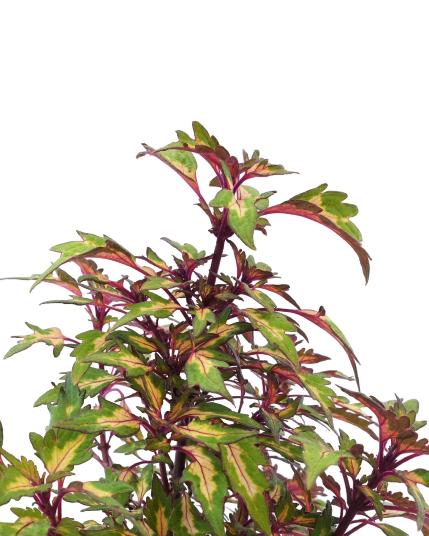 Coleus 'Down Town Miami Magic' - Annuals