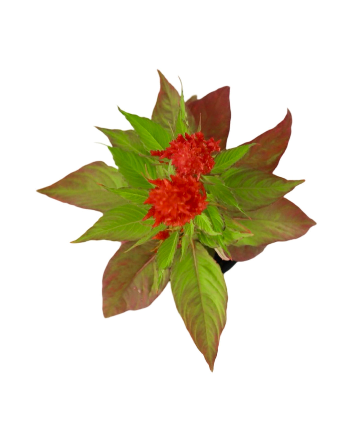 Celosia plumosa Bright Sparks™ Scarlet - Annuals
