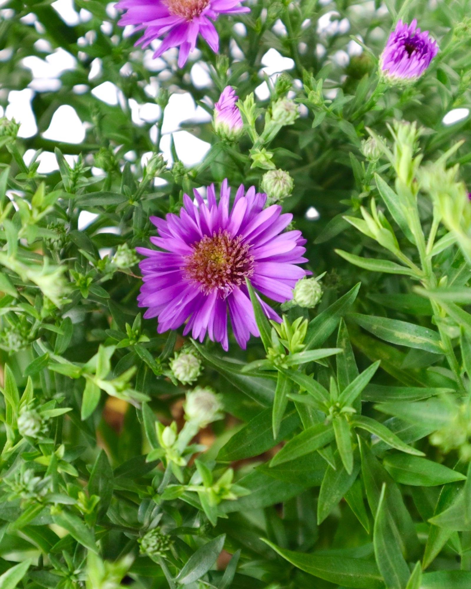 Aster 'Woods Purple' - Perennials