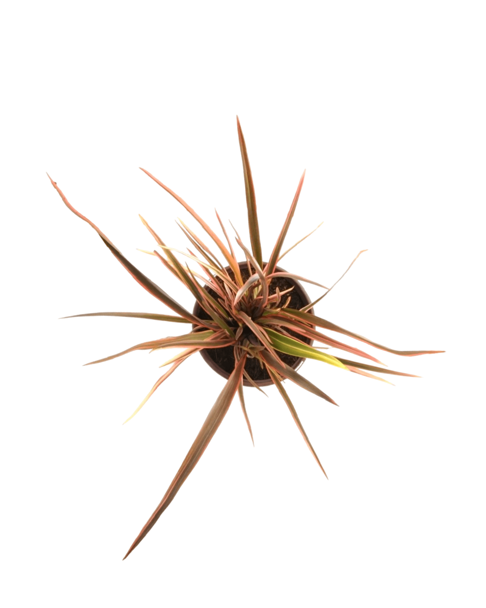 Phormium 'Maori Queen' - The Garden Corner