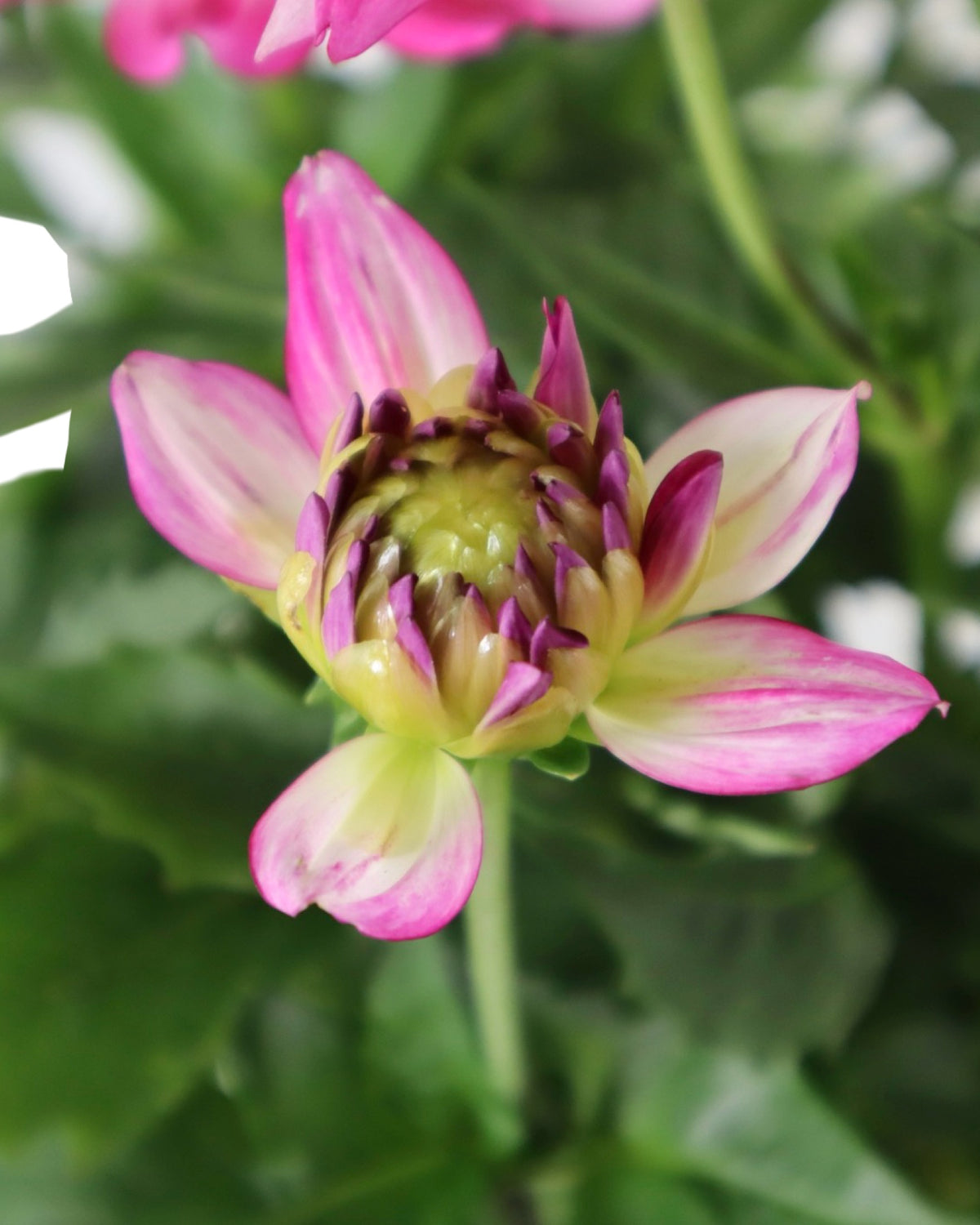 Dahlia pinnata 'Maggiore Rose Bicolor' - Annuals
