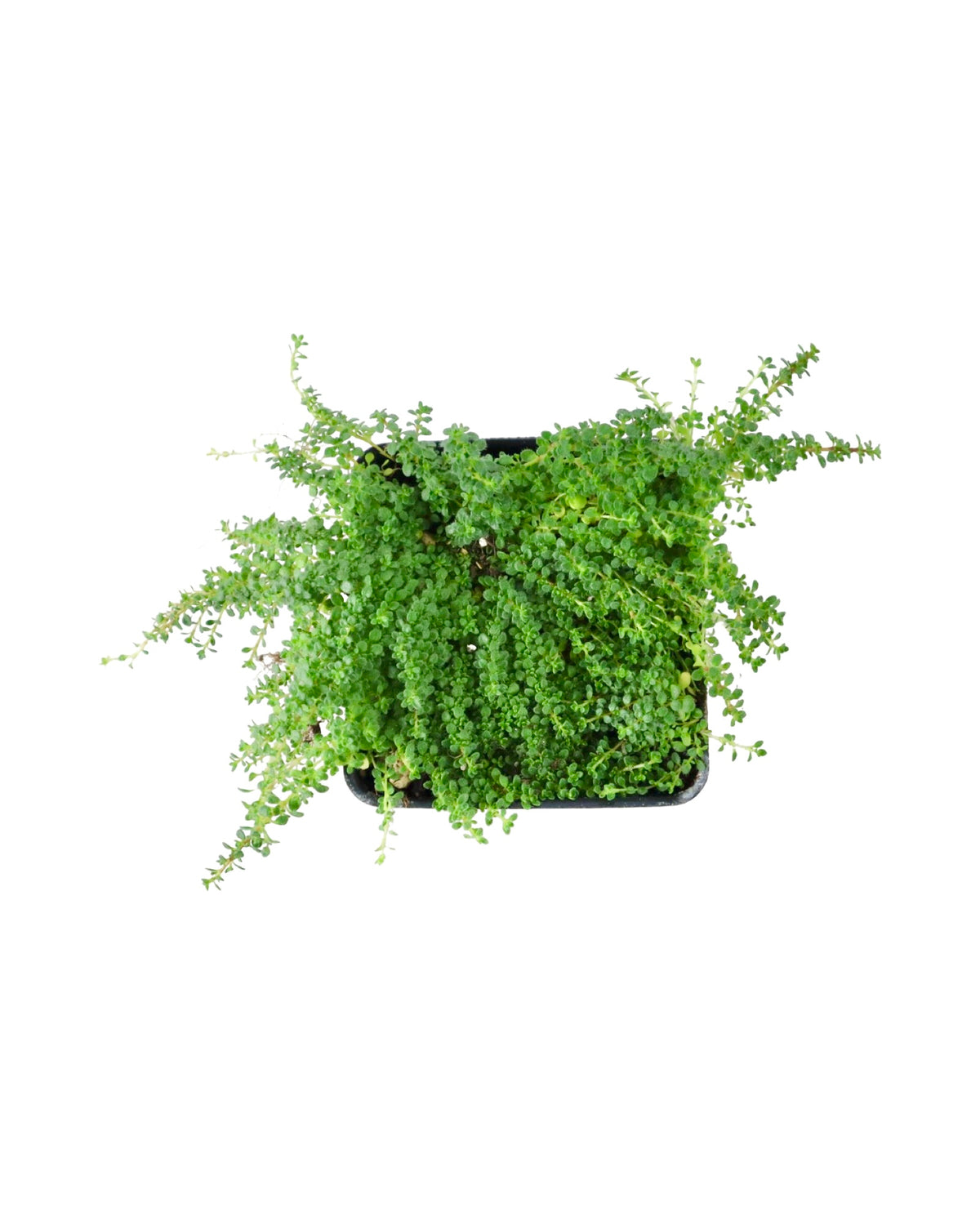 Thymus serpyllum 'Elfin' - Groundcovers