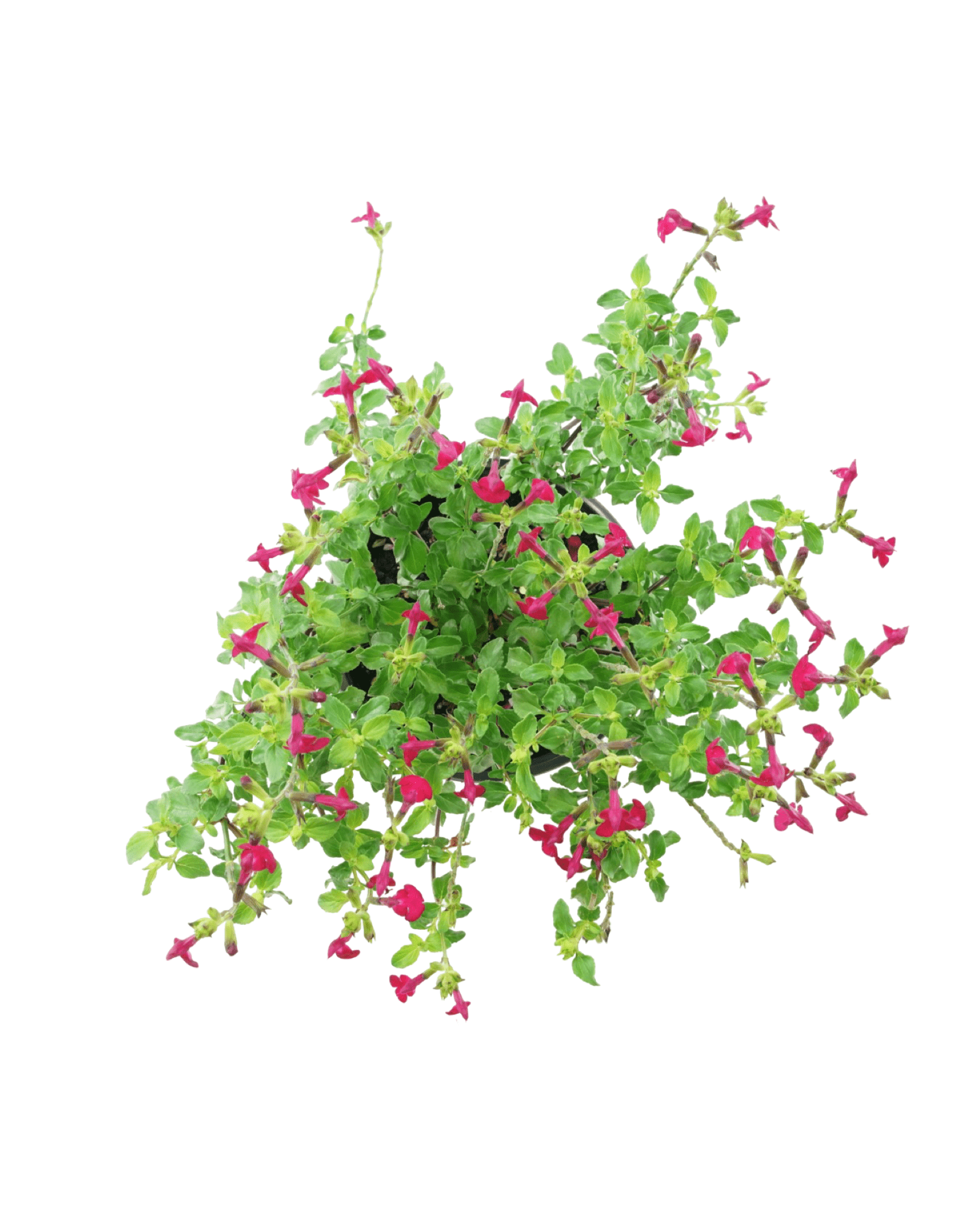 Salvia microphylla 'Free Speech' - The Garden Corner