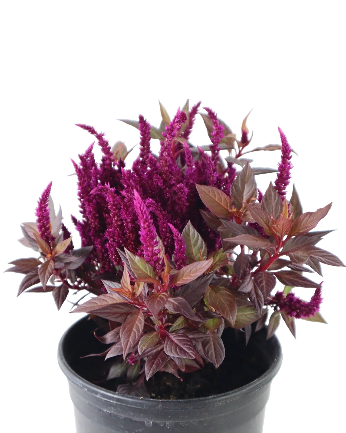 Celosia Kelos® Fire 'Purple' - Annuals