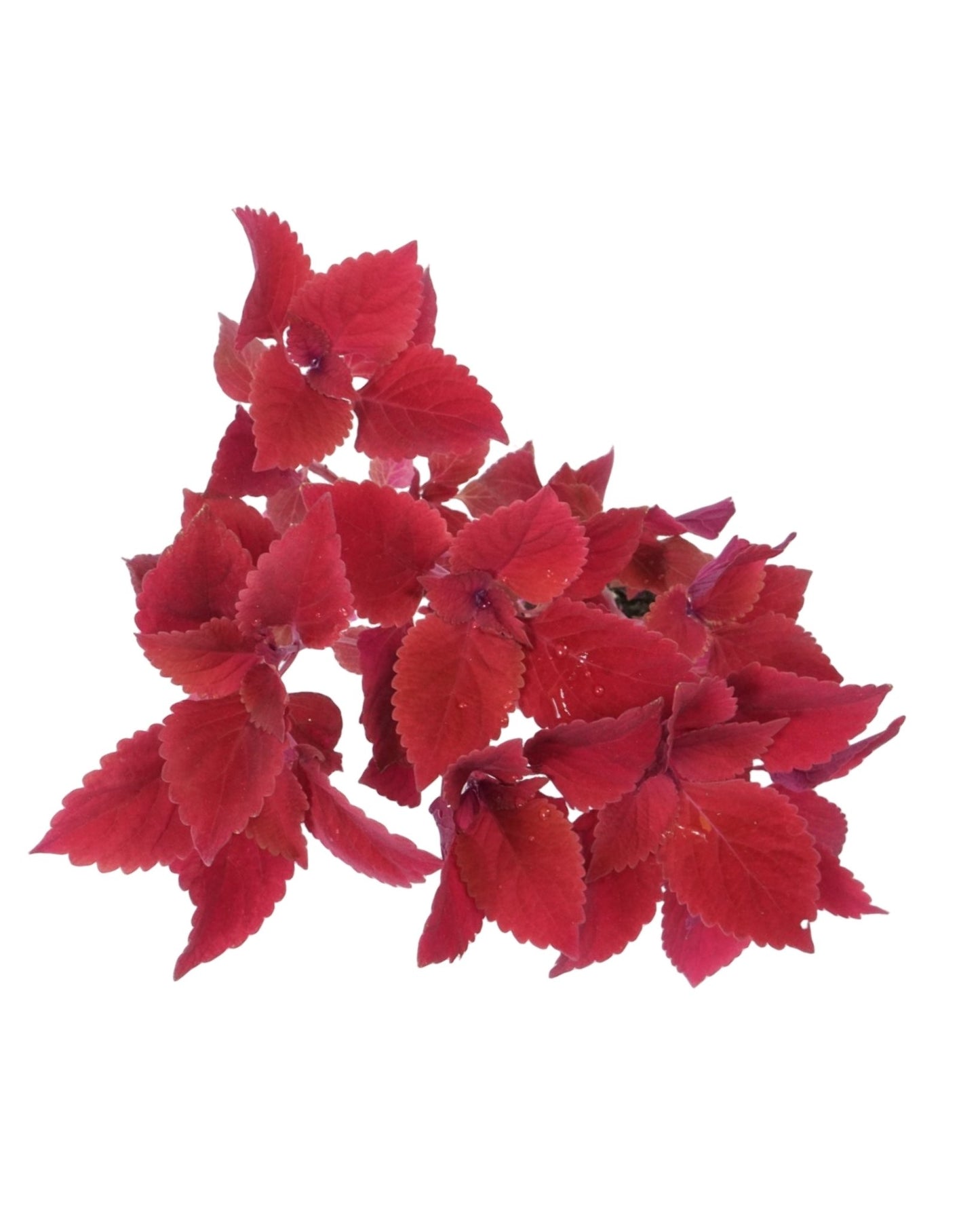 Coleus 'Redhead' 4 Inch - The Garden Corner