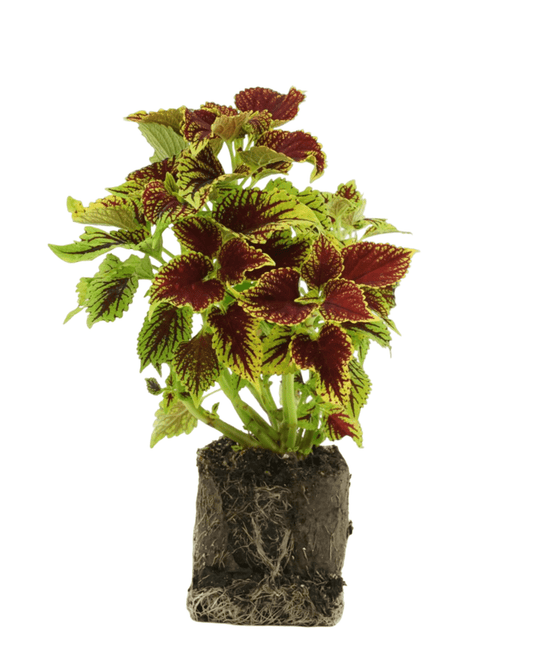 Coleus 'Coleosaurus' - The Garden Corner