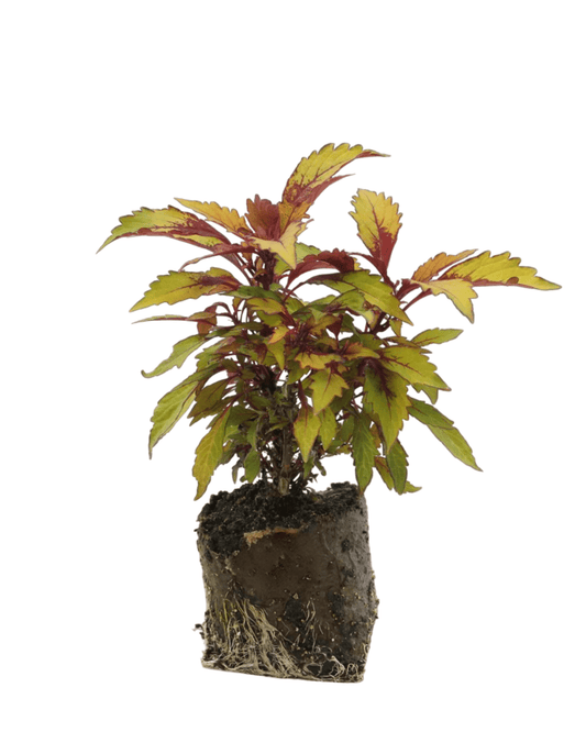 Coleus 'Flame Thrower Spiced Curry' - The Garden Corner