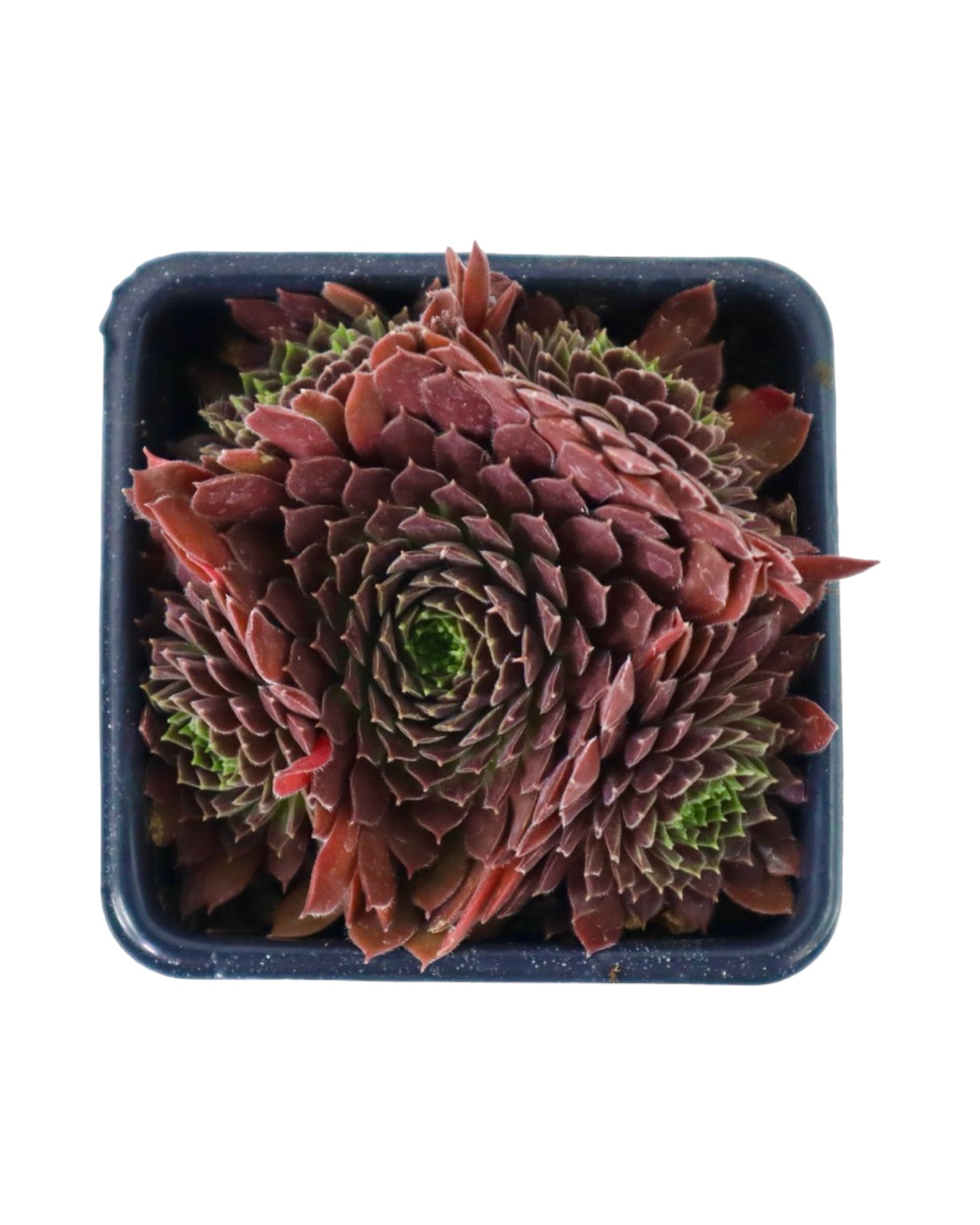Sempervivum 'Pacific Red Tide' - Groundcovers