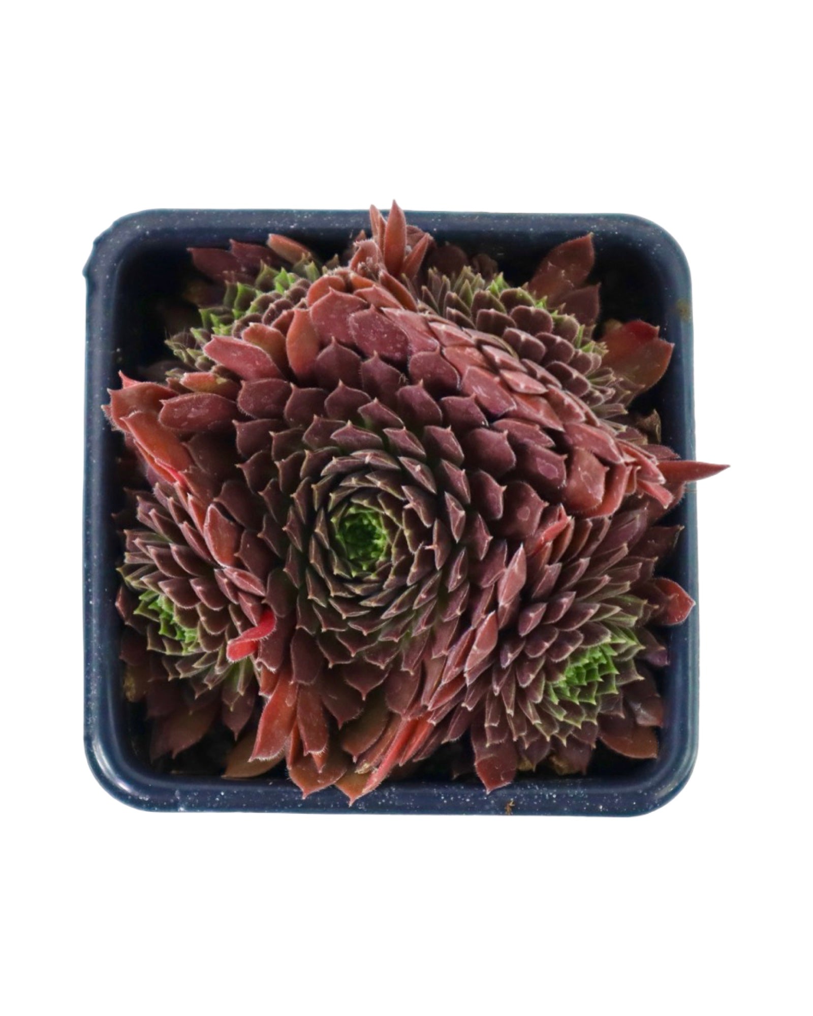 Sempervivum 'Pacific Red Tide' - Groundcovers