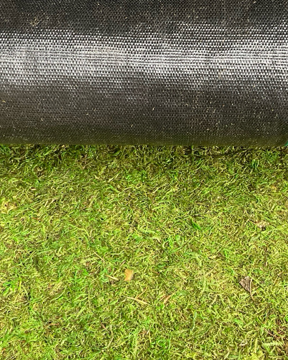 Sheet Moss By The Lineal Foot - Planters