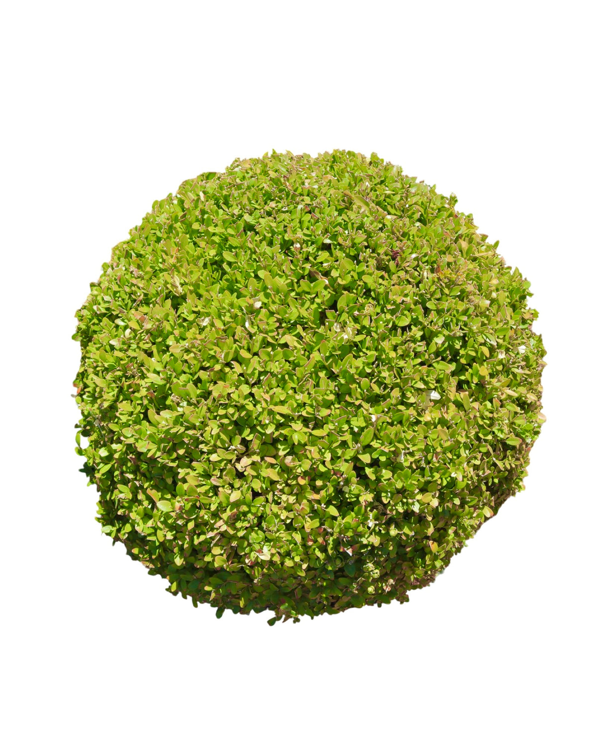 Buxus semperviren Single Globe Topiary - Shrubs