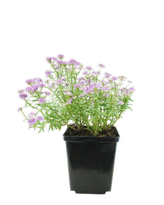 Iberis sempervirens 'Mermaid Lavender'