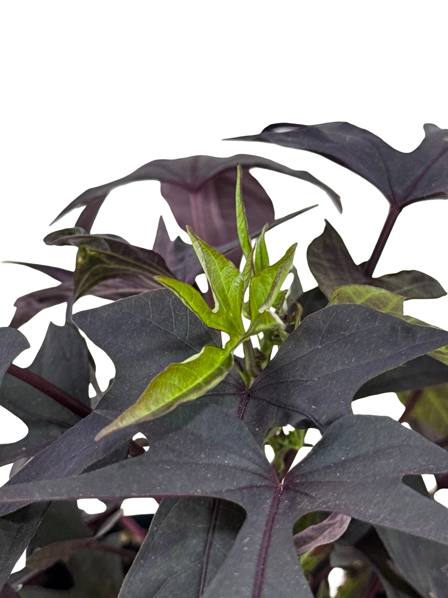 Ipomoea 'Bright Ideas Black' - Annuals