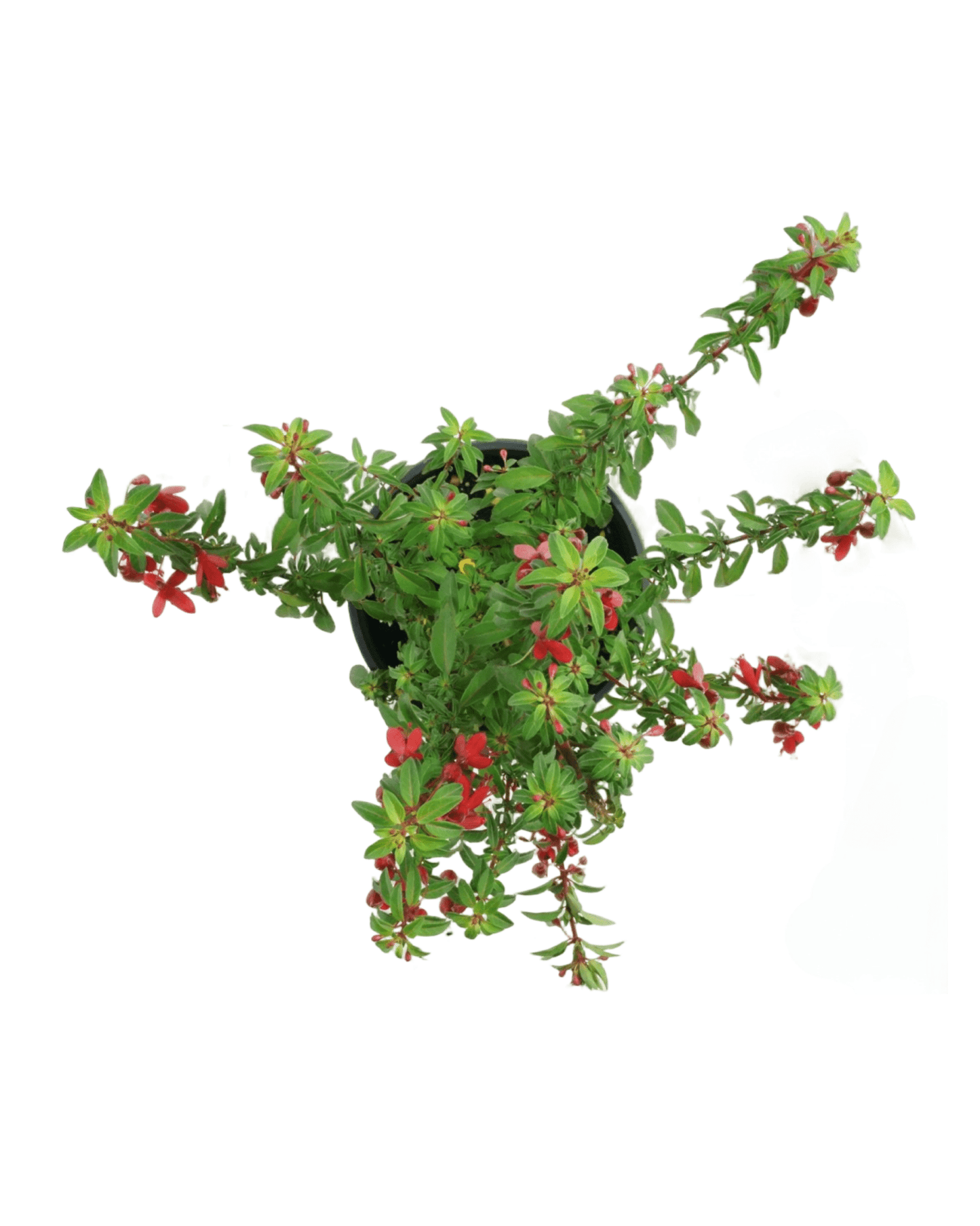 Fuchsia 'David' - The Garden Corner