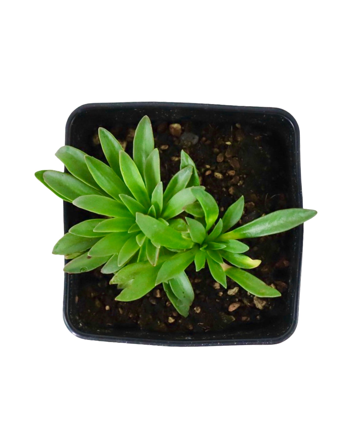 Lewisia 'Little Raspberry' - Perennials