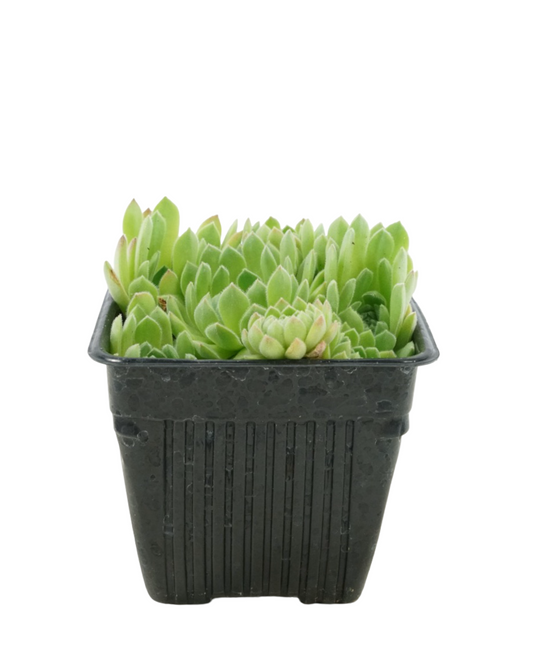 Sempervivum 'Soft Line'