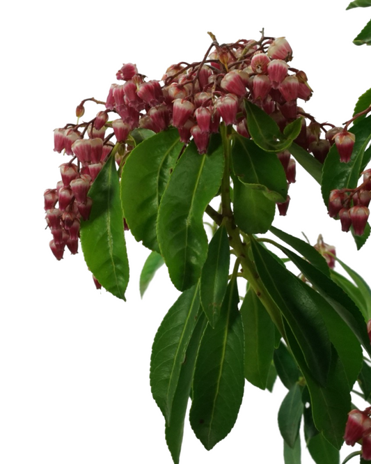 Pieris japonica 'Enchanted Forest Gay Goblin'