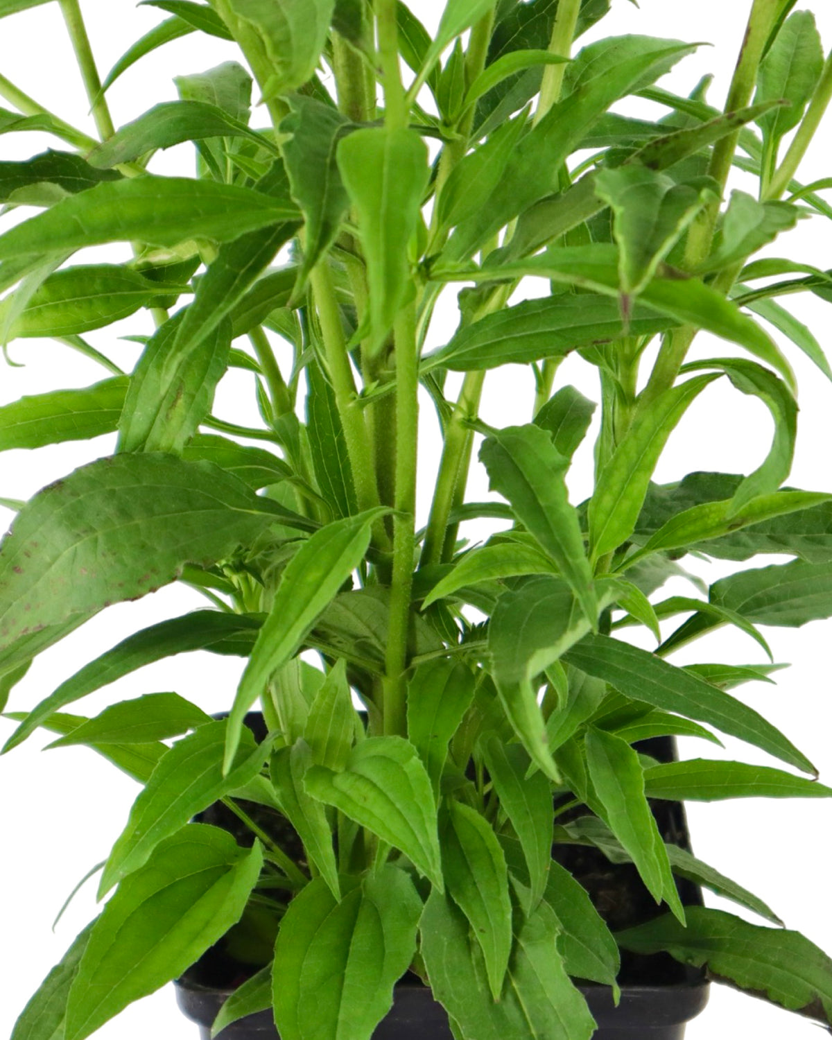 Echinacea 'Big Kahuna' - Perennials