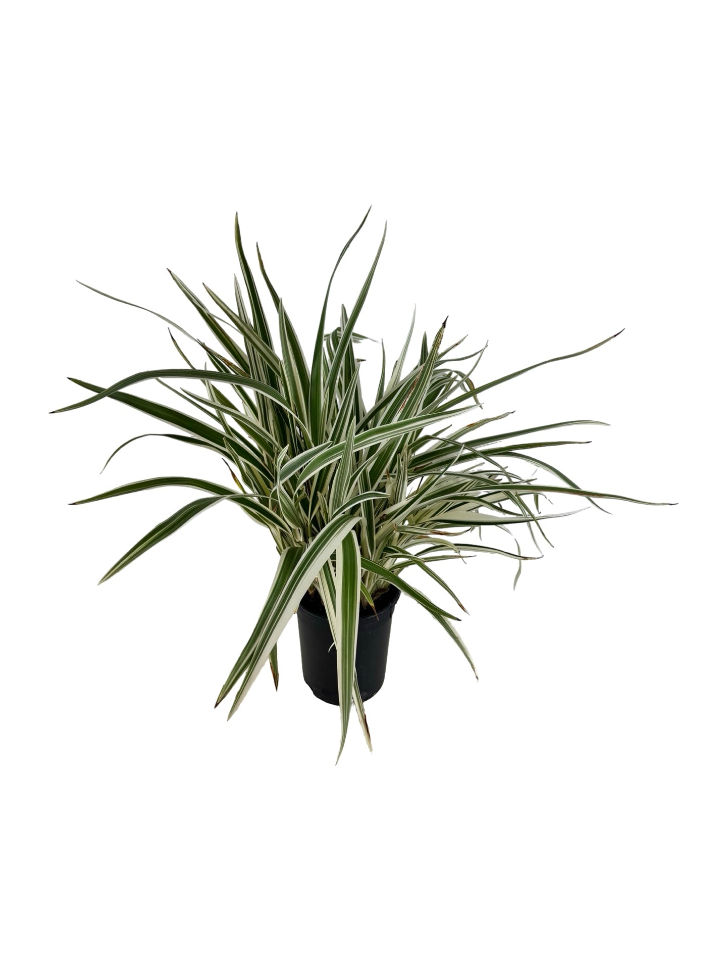 Dianella tasmanica 'Silver Streak' - Perennials