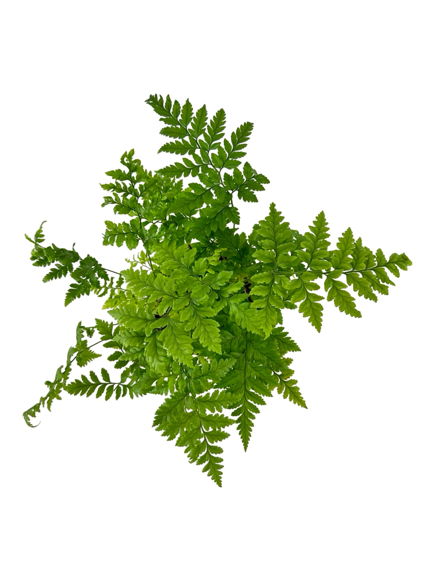 Rumohra adiantiformis - House Plants