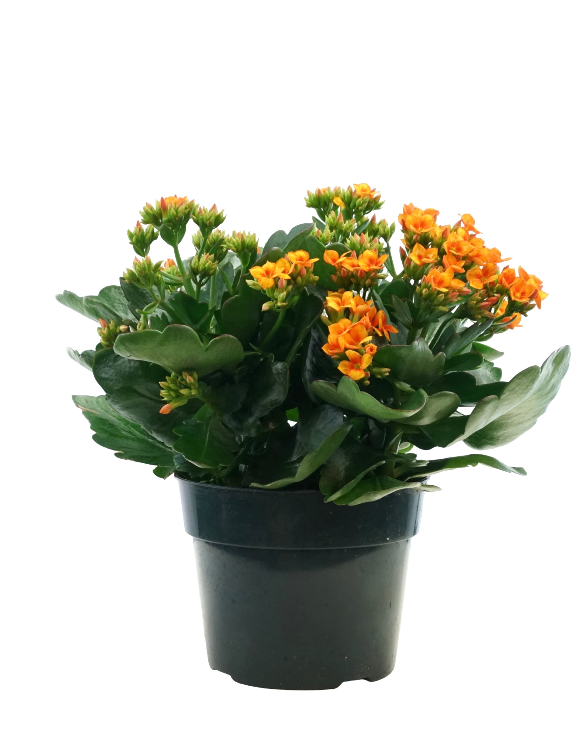Kalanchoe Calandiva, Assorted - House Plants