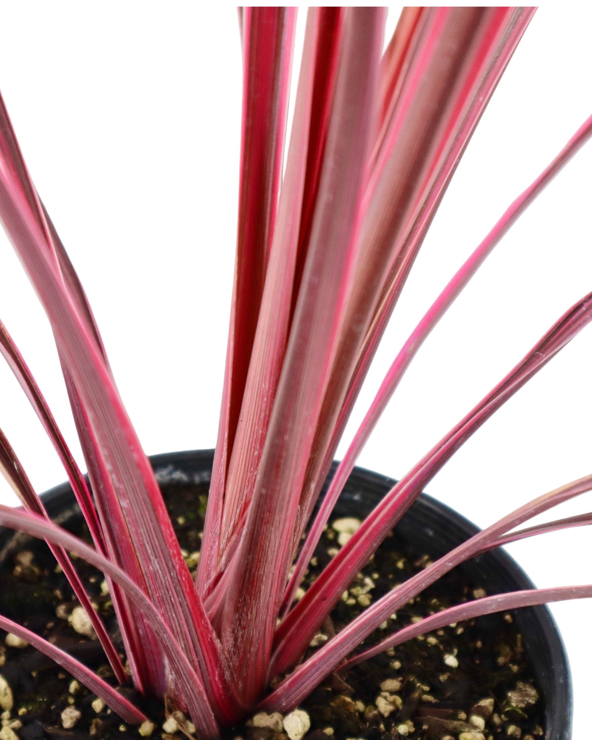 Cordyline banksii 'Electric Pink' - Perennials