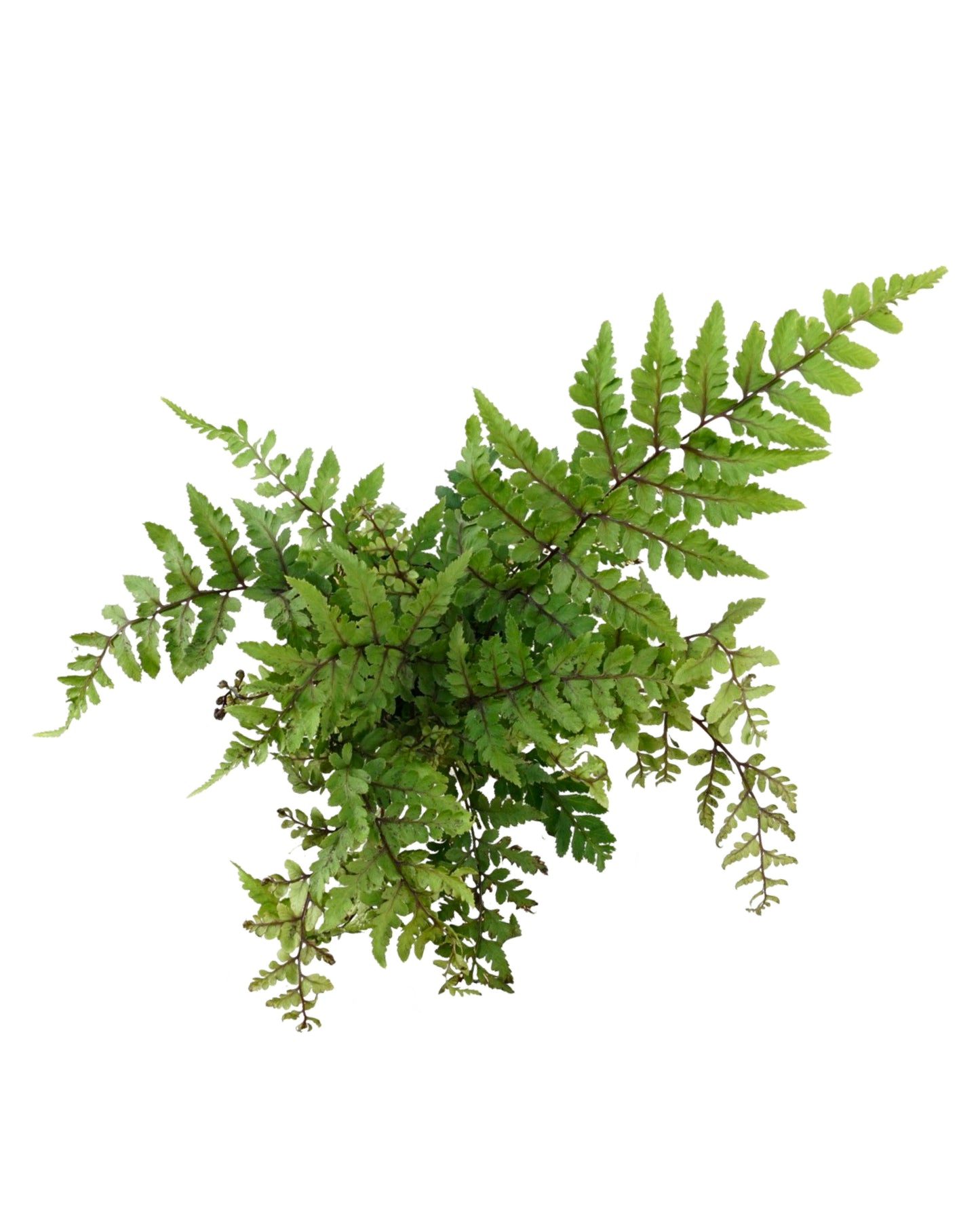 Athyrium otophorum 'Okanum' - Perennials