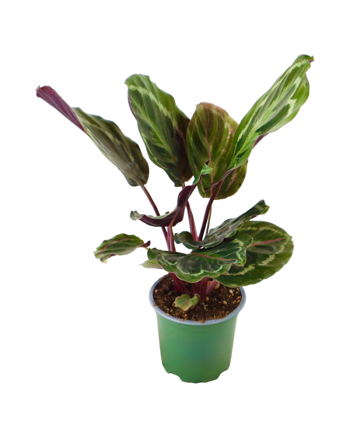 Calathea veitchiona - House Plants