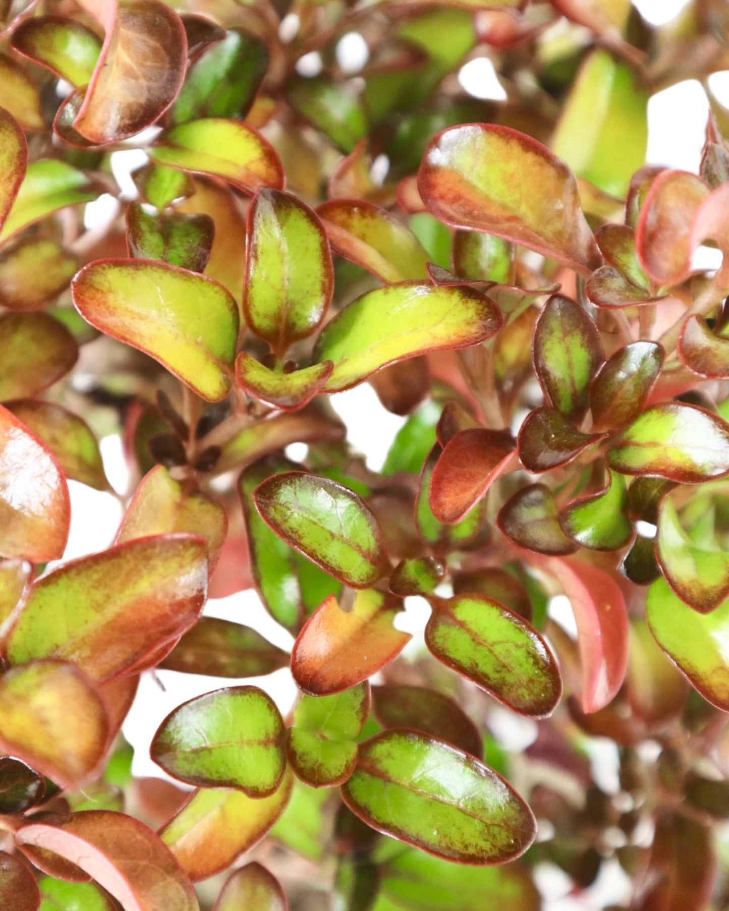 Coprosma 'Pina Colada' - Perennials