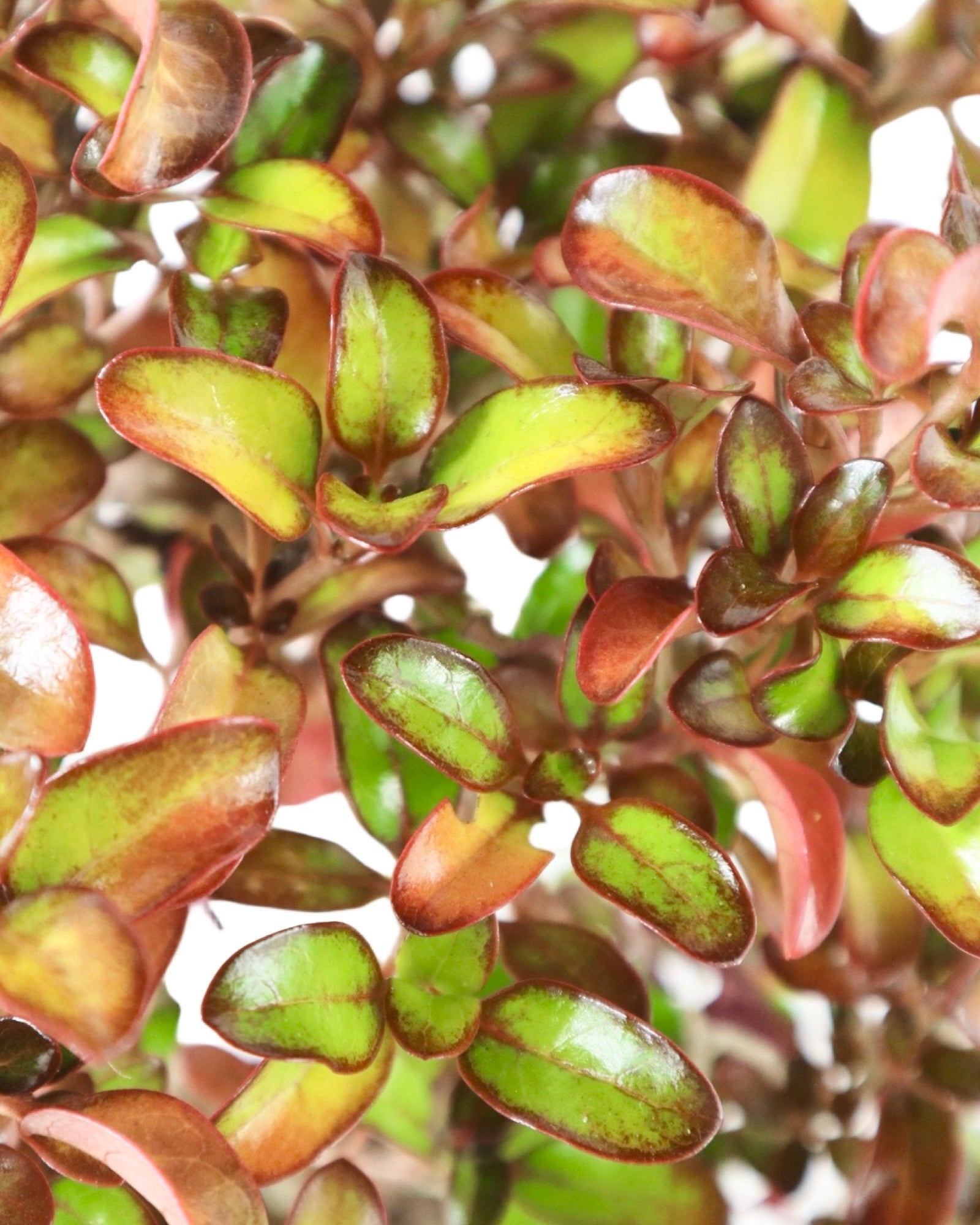 Coprosma 'Pina Colada' - Perennials