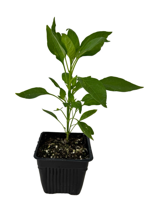 Pepper 'Shishito' - Herbs and Vegetables