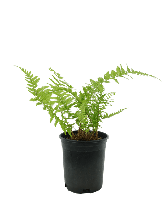 Dryopteris filix - mas 'Male Fern' - The Garden Corner