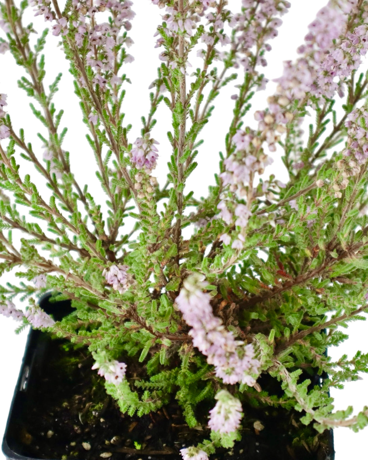 Calluna 'Silver Knight' - Perennials