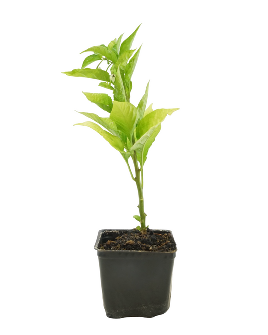 Pepper 'Carolina Reaper' - Herbs and Vegetables