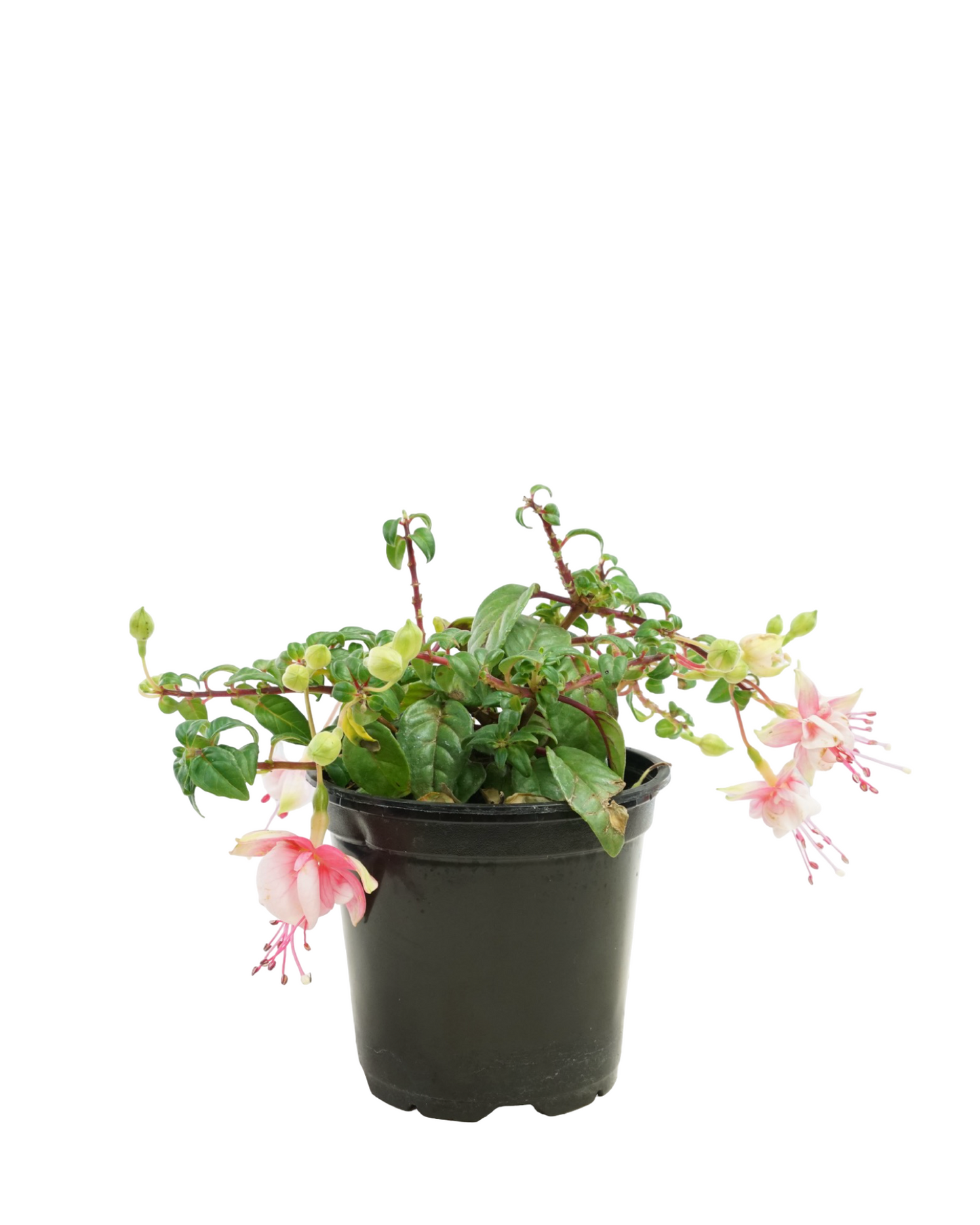 Fuchsia 'Southgate'