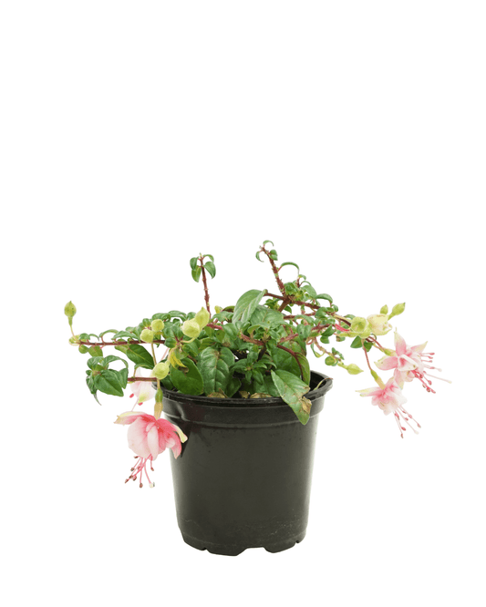 Fuchsia 'Southgate' - The Garden Corner