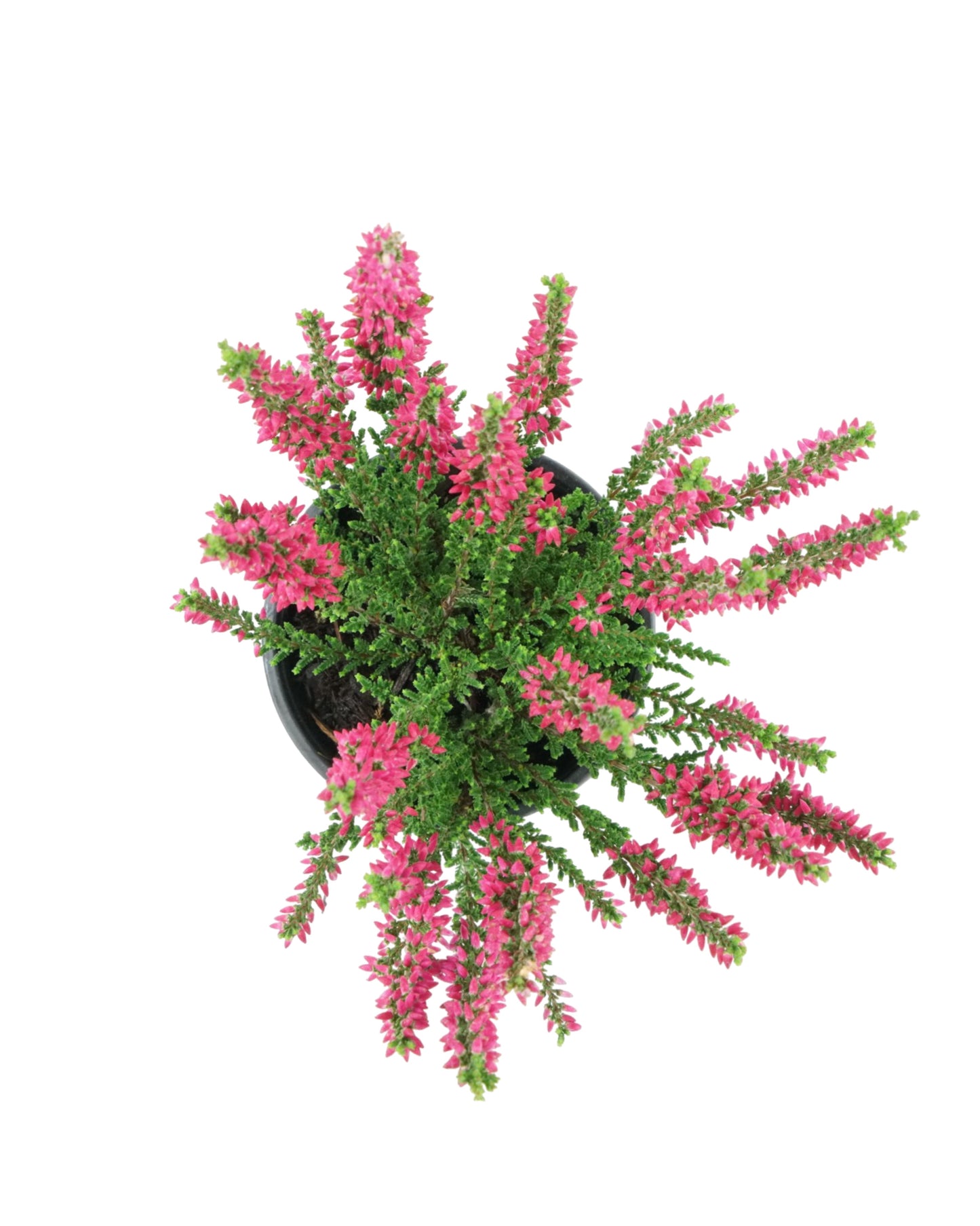 Calluna vulgaris 'Sissi'