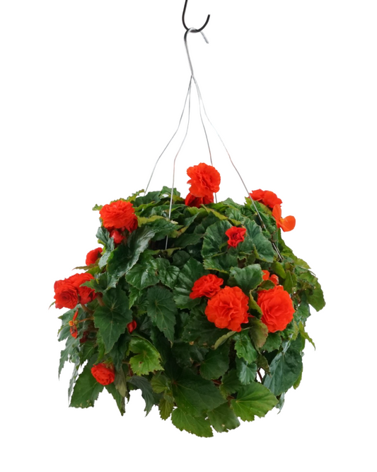 Moss Basket Nonstop Begonia