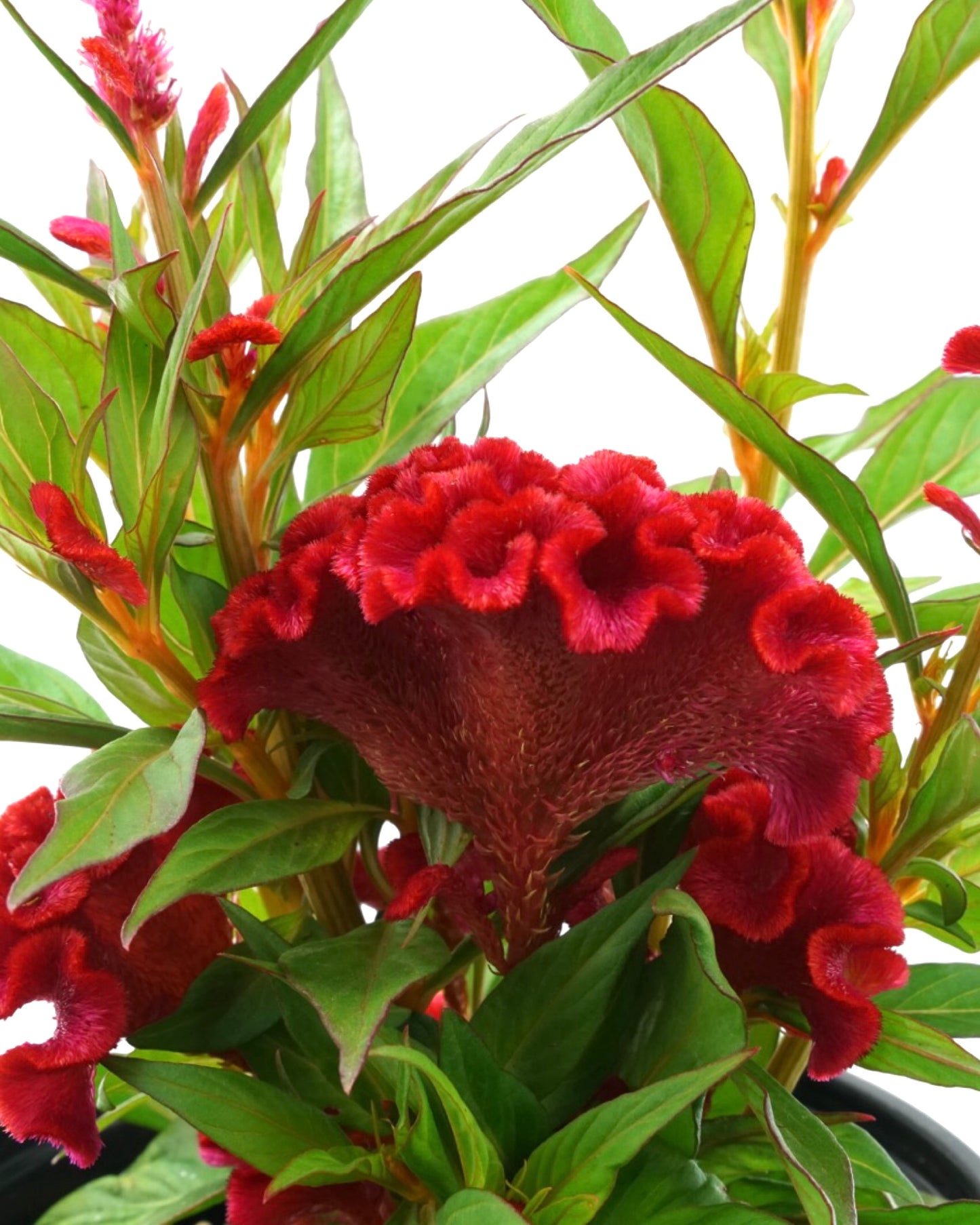 Celosia 'Twisted Strawberry'