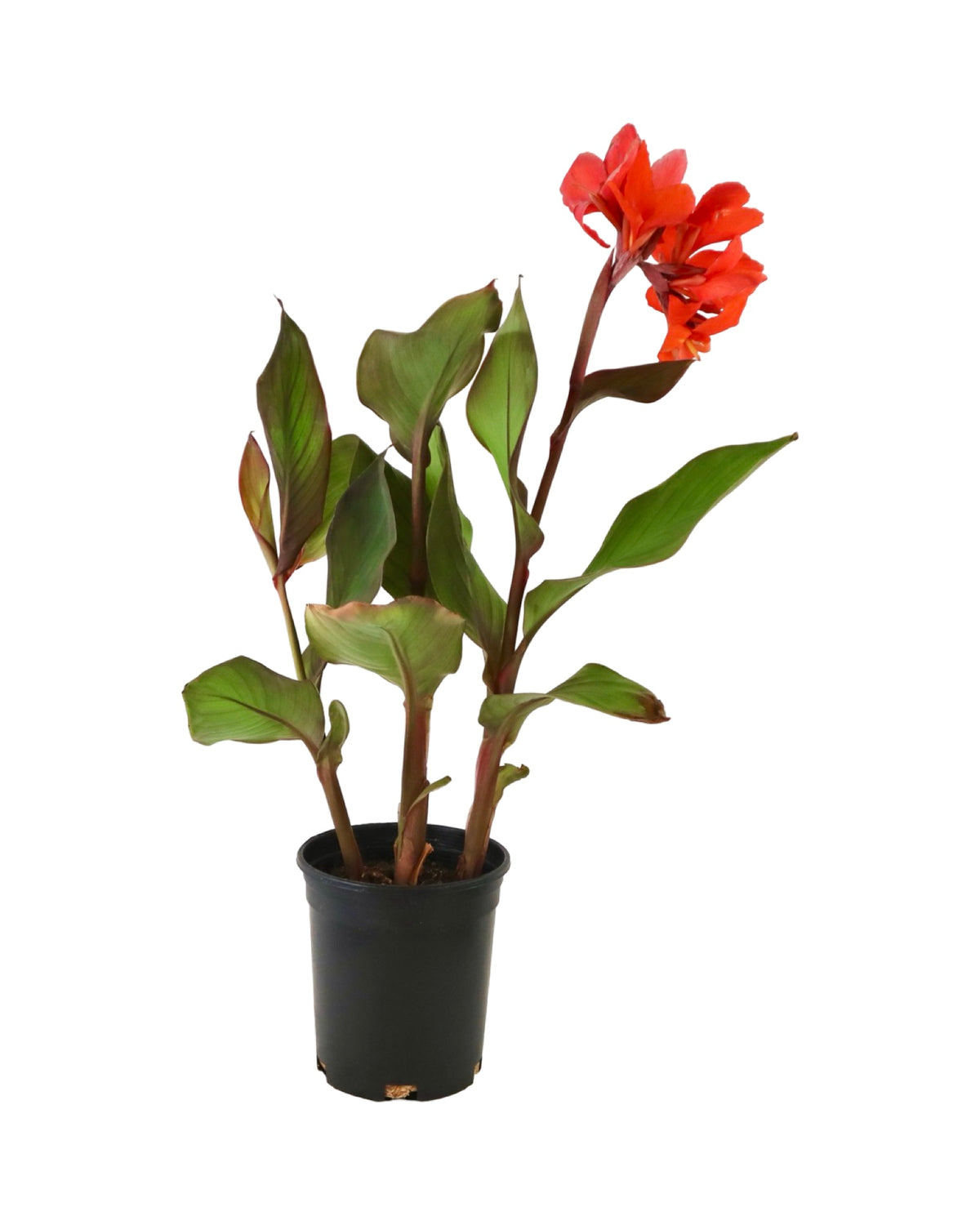 Canna Cannova® Orange - Perennials