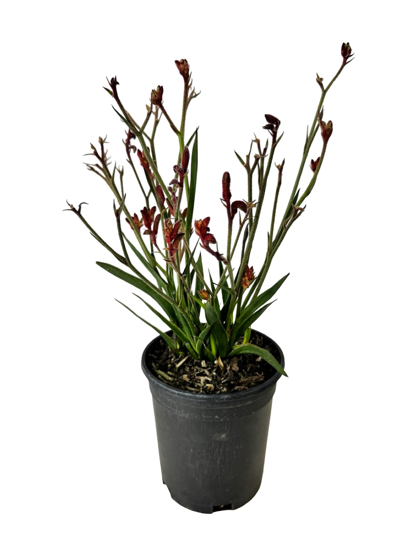 Anigozanthos 'Bush Ballad Red' - Perennials