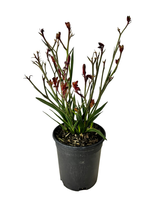 Anigozanthos 'Bush Ballad Red' - Perennials
