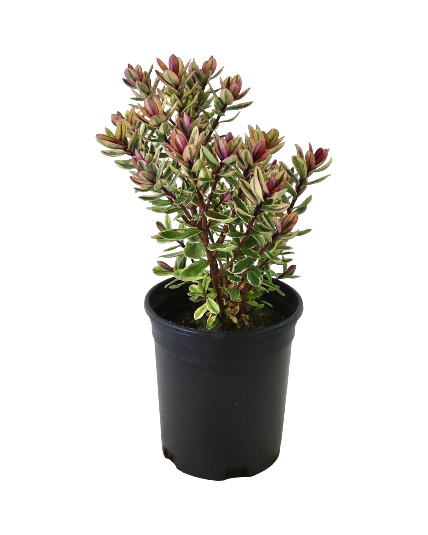 Hebe x 'Golden Katrina' - Shrubs