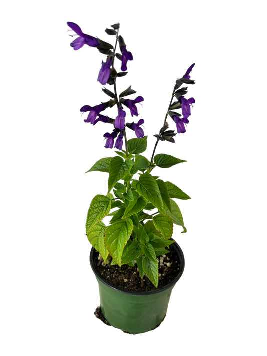 Salvia 'Purple and Bloom' - Annuals
