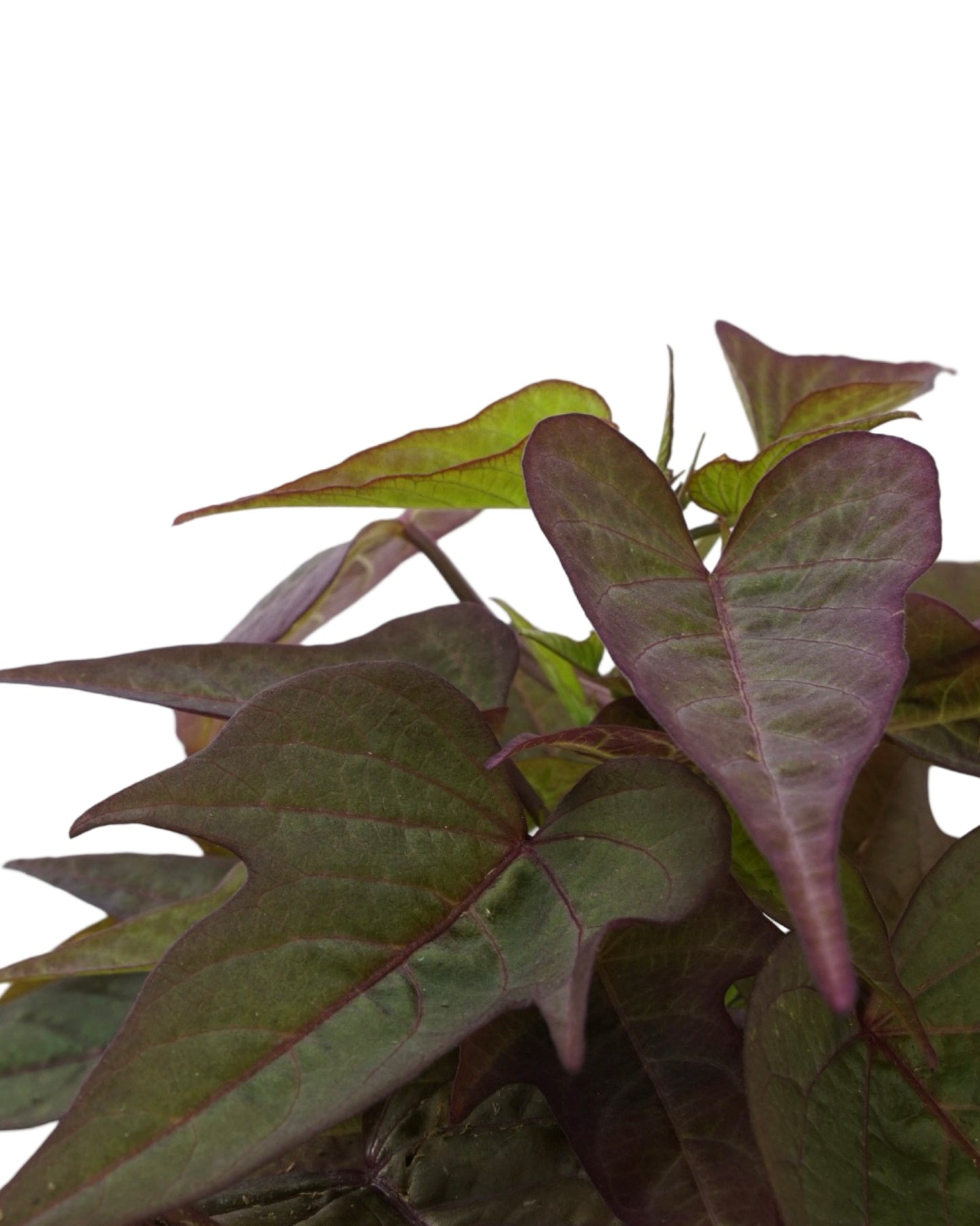 Ipomoea  ‘Bright Ideas Rusty Red’