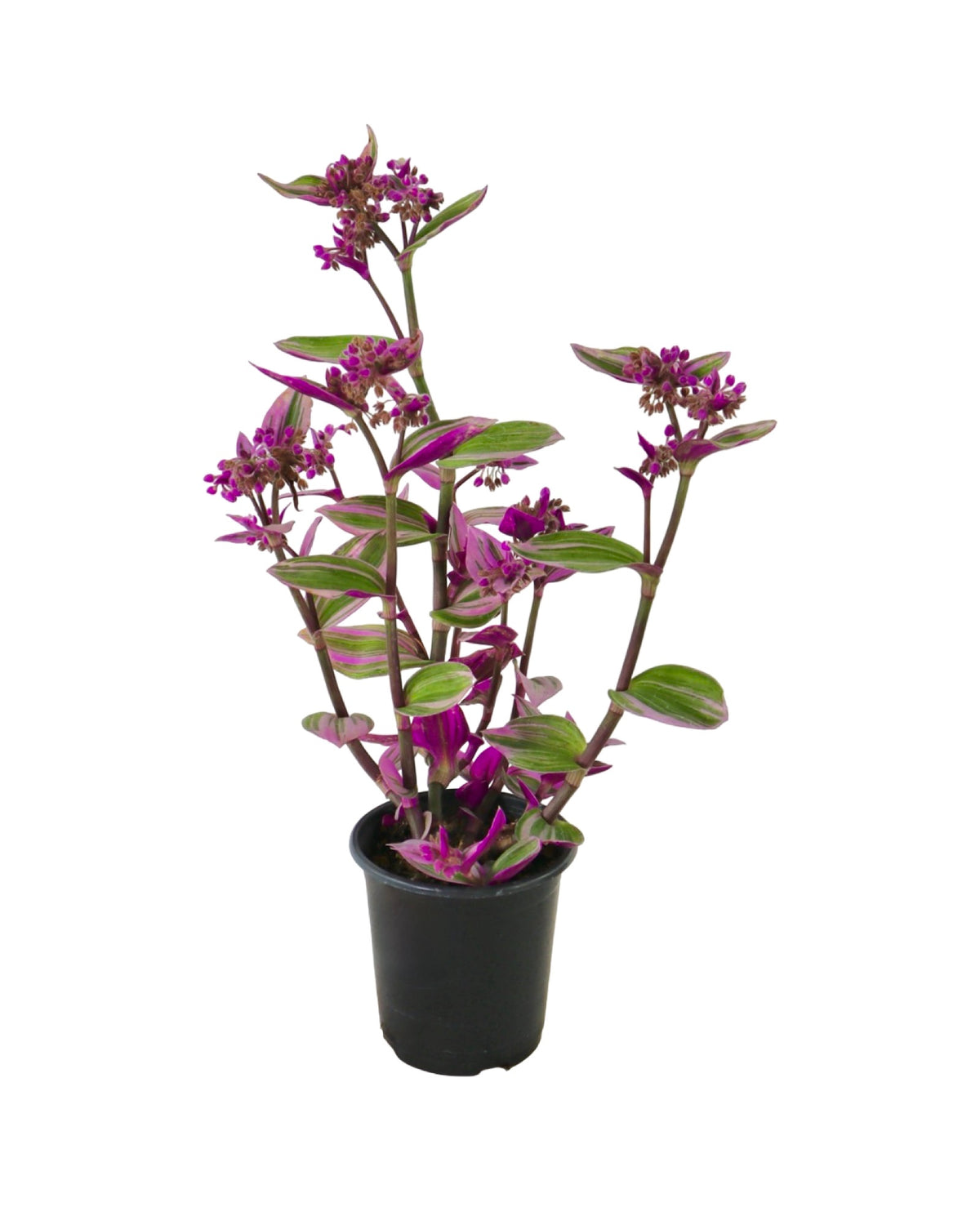 Tradescantia fluminensis 'Nanouk' - House Plants