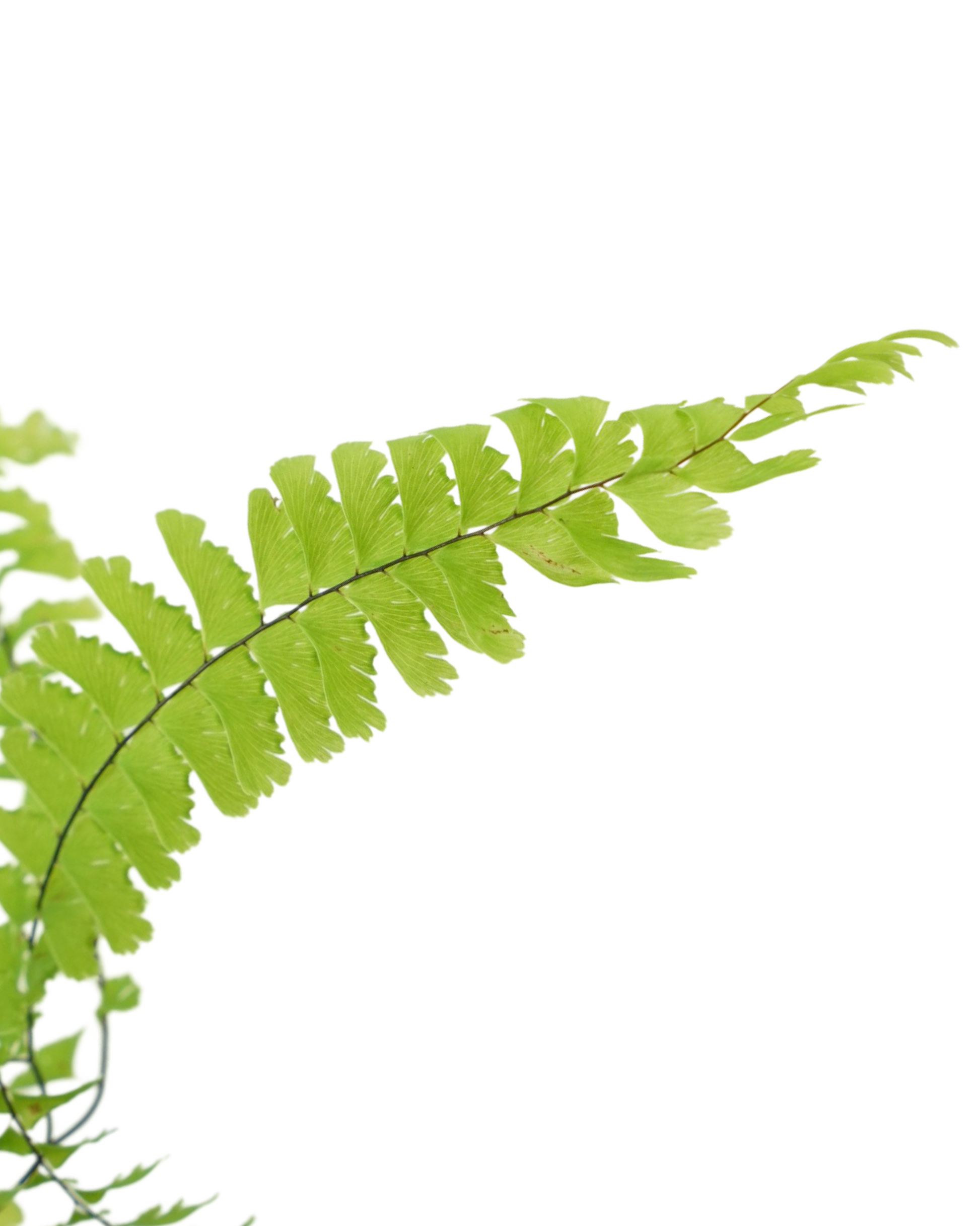 Adiantum aleuticum - Perennials